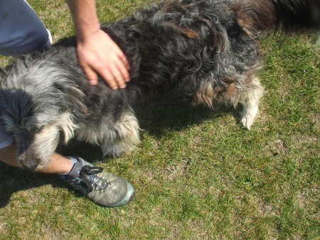 Filkó, az örök kölyök