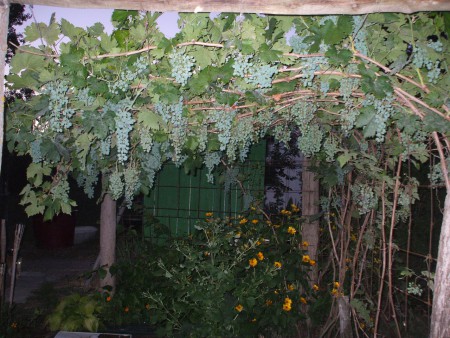 Szőlőlugasunk szürkületben